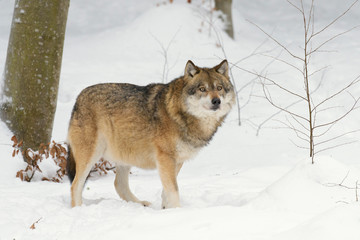 Fototapeta premium Wolf