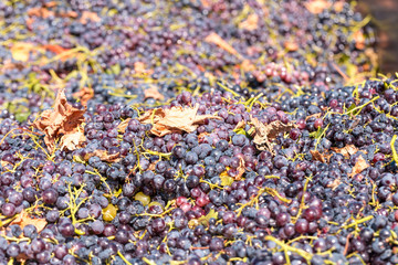 Huge heap of ripe grapes at transportation container of farmers tractor at industrial winery. Autumn harvest concept.