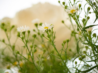 Blüte weiß Detail