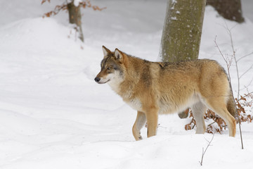 Wolf