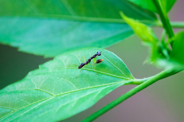 A close up of a black praying mantis with white strips on a leaf.