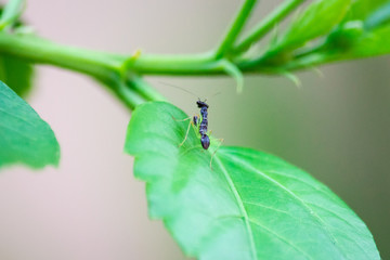A close up of a black praying mantis with white strips on a leaf.