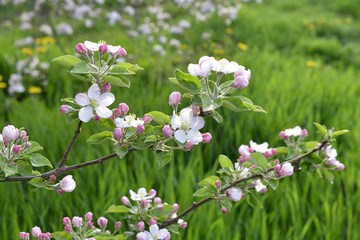 Blossoming apple trees in the botanical orchard image