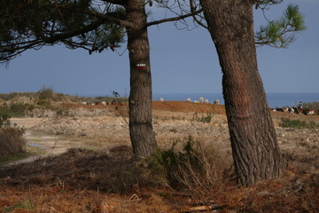 Fototapeta na wymiar Sheep at Portuguese coast