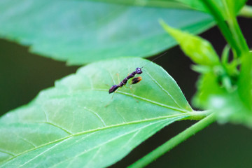 A close up of a black praying mantis with white strips on a leaf.