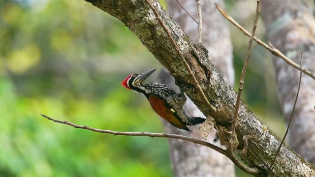 Greater flameback woodpecker drilling bark tree finding food like insect in nature., Zoom in.