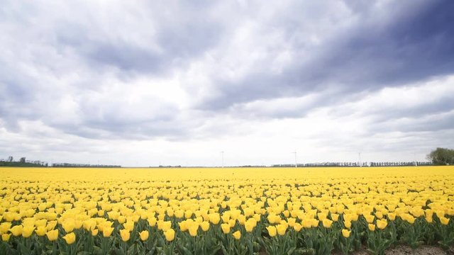 Yellow tulips growing in a field during springtime in Holland with clouds moving fast over the field and wind turbines in the background.