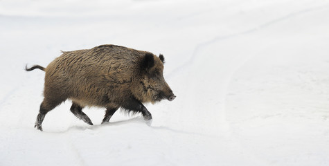 Wild boar (Sus scrofa), Germany, Europe