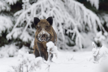 Wild boar, Sus scrofa, Germany, Europe