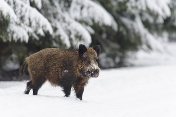 Wild boar, Sus scrofa, Germany, Europe