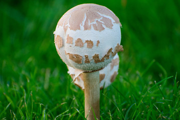 mushroom in the grass