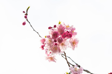 Cherry blossom in spring for background or copy space for text