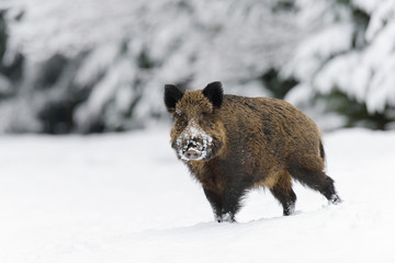 Wild boar, Sus scrofa, Germany, Europe