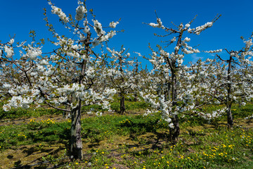 Blühende Kirschbäume in einer Intensivanlage