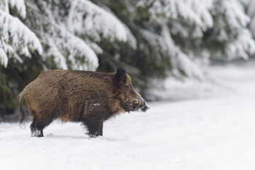 Wild boar, Sus scrofa, Germany, Europe