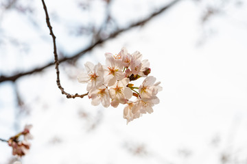 Cherry blossom in spring for background or copy space for text