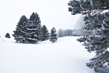 Southern Italy pines, beeches and firs forest at winter time covered by snow, in the Sila National Park, Calabria