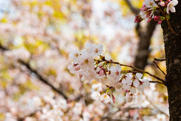 Cherry blossom in spring for background or copy space for text