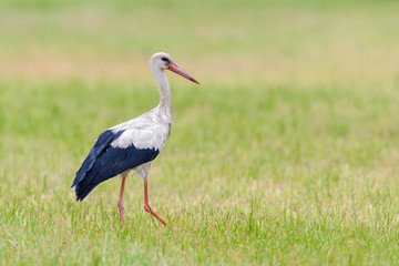 White stork (Ciconia ciconia) on meadow, Germany, Europe