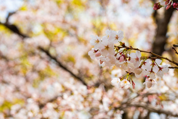 Cherry blossom in spring for background or copy space for text