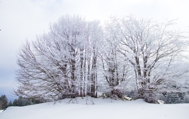 Obraz premium Southern Italy pines, beeches and firs forest at winter time covered by snow, in the Sila National Park, Calabria