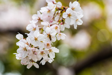 Fototapeta premium Honey bee on cherry tree blossom flower. Macro close-up shot