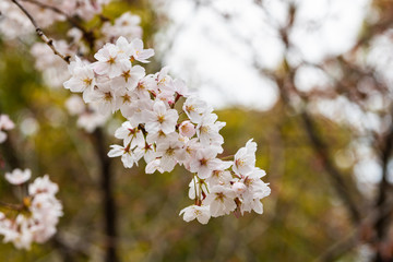 Cherry blossom in spring for background or copy space for text