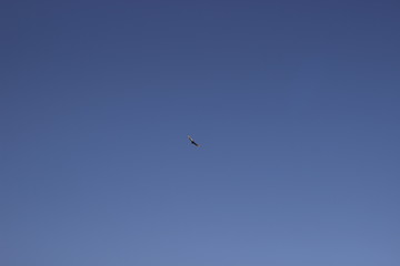 Hawk