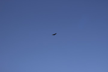 Hawk