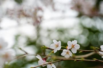 Cherry blossom in spring for background or copy space for text