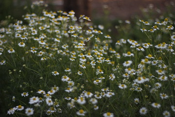 Camomile 