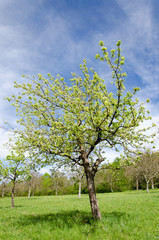 Obstbaum im Frühling, gegen blauen Himmel vor der Blüte