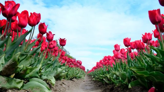 Red tulips growing in a field during springtime in Holland. Low angle view with the tulips shaking in the wind.
