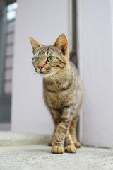 Obraz premium Chodzący kot, patrząc w jednym punkcie