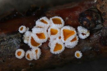 fungi drzewo grzyb Capitotricha bicolor © bobleccinum