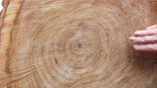 The hand of a woman looks like, wipes the sawdust from the cut of the cut tree. On the cut of thick wood visible rings