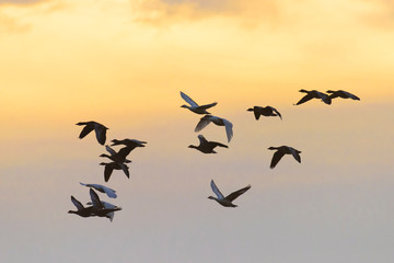 Greylag geese at sunrise, Germany, Europe