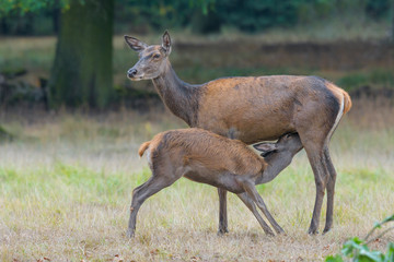 Suckling Red Deer, Cervus elaphus, Germany, Europe