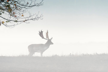 Fallow deer (Cervus dama) on misty morning, Germany, Europe