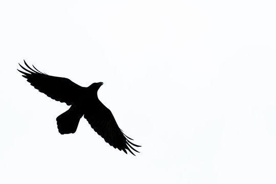 Flight silhouette of Raven (Corvus corax), Isolated, Germany