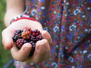 Child holding handful of blackberries
