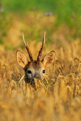 Western Roe Deer, Roebuck, Germany, Europe © Ana Gram