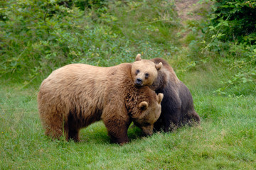Obraz premium European Brown Bears, Bavarian Forest National Park, Bavaria, Germany, Europe