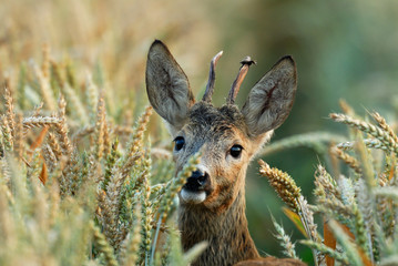Western Roe Deer, Roebuck, Germany, Europe © Ana Gram