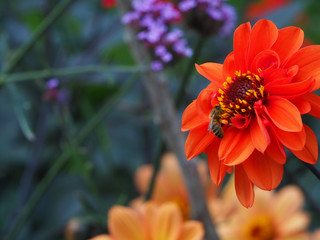 Red Dahlia with bee gathering nectar