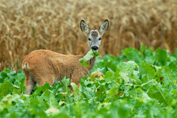 Western Roe Deer, Roebuck, Germany, Europe