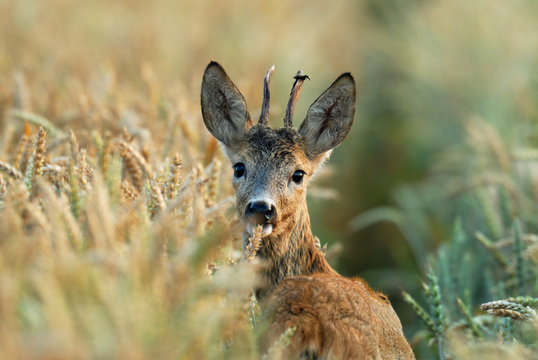 Western Roe Deer, Roebuck, Germany, Europe