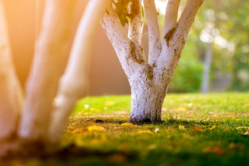 Whitewashed bark of tree growing in sunny orchard garden on blurred green copy space background.