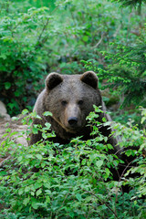 European Brown Bear, Bavarian Forest National Park, Bavaria, Germany, Europe