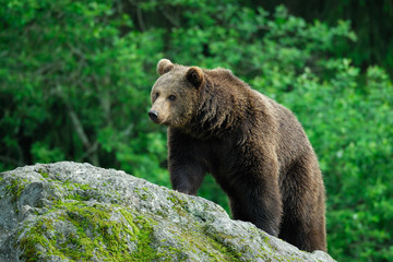 Obraz premium European Brown Bear, Bavarian Forest National Park, Bavaria, Germany, Europe